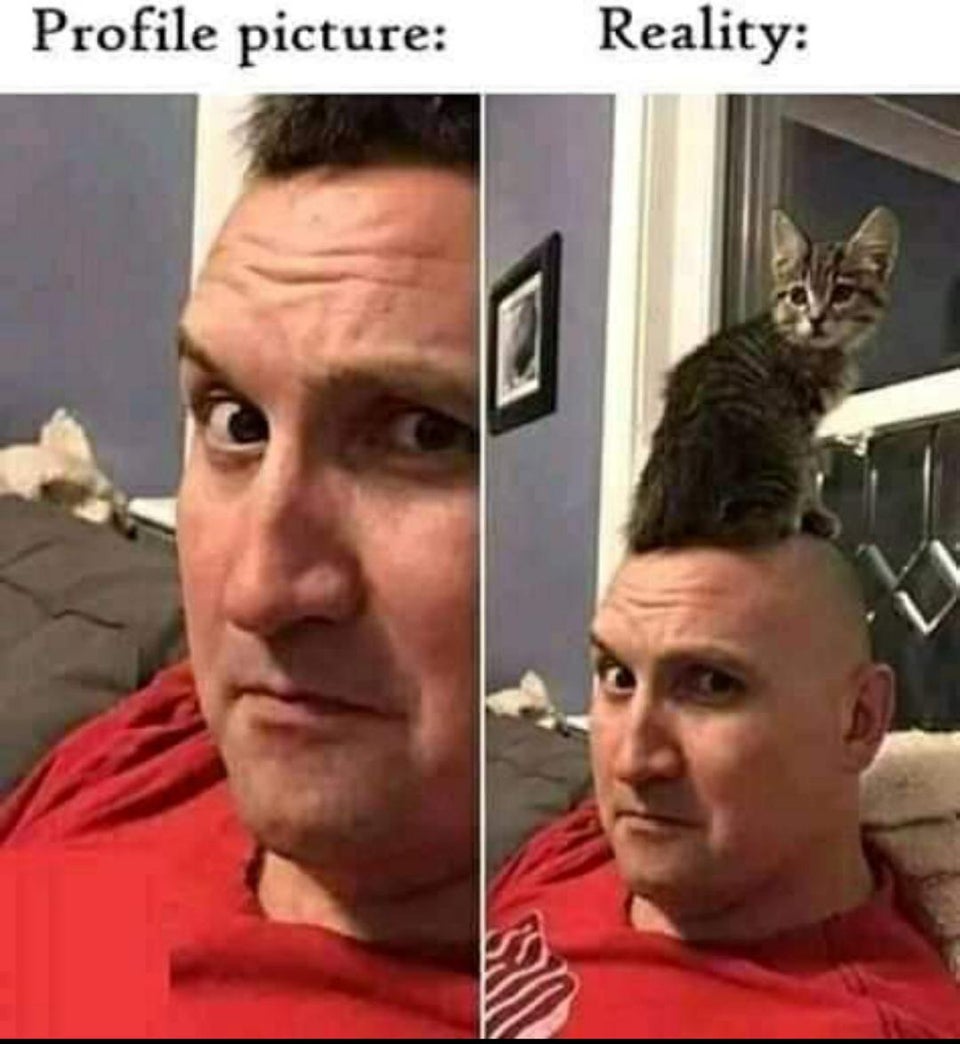 funny pictures - Profile picture Reality cat on head looks like hair
