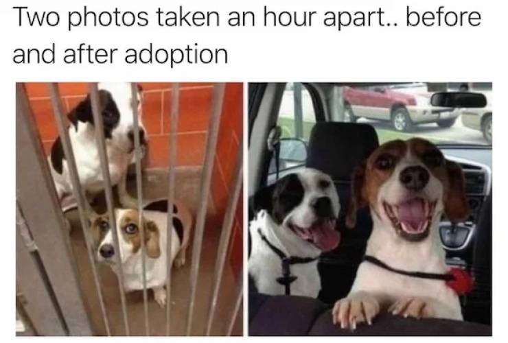 wholesome pics - puppy adoption before and after - Two photos taken an hour apart.. before and after adoption