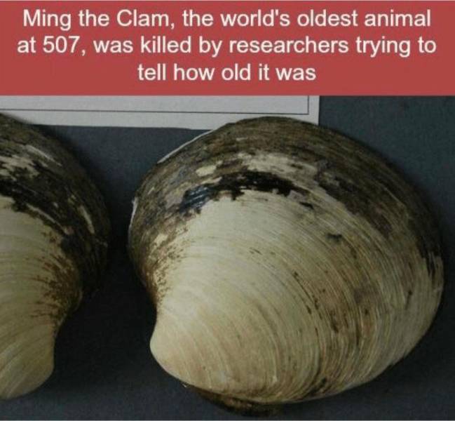 ming oldest animal in the world - Ming the Clam, the world's oldest animal at 507, was killed by researchers trying to tell how old it was