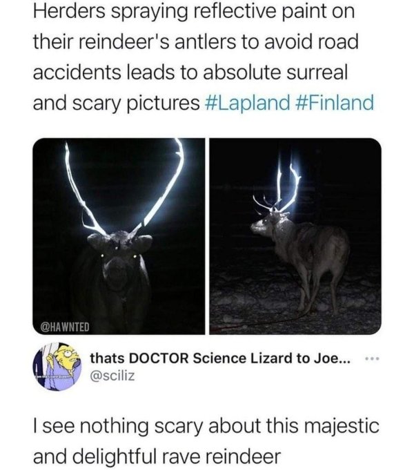 antler - Herders spraying reflective paint on their reindeer's antlers to avoid road accidents leads to absolute surreal and scary pictures thats Doctor Science Lizard to Joe... I see nothing scary about this majestic and delightful rave reindeer