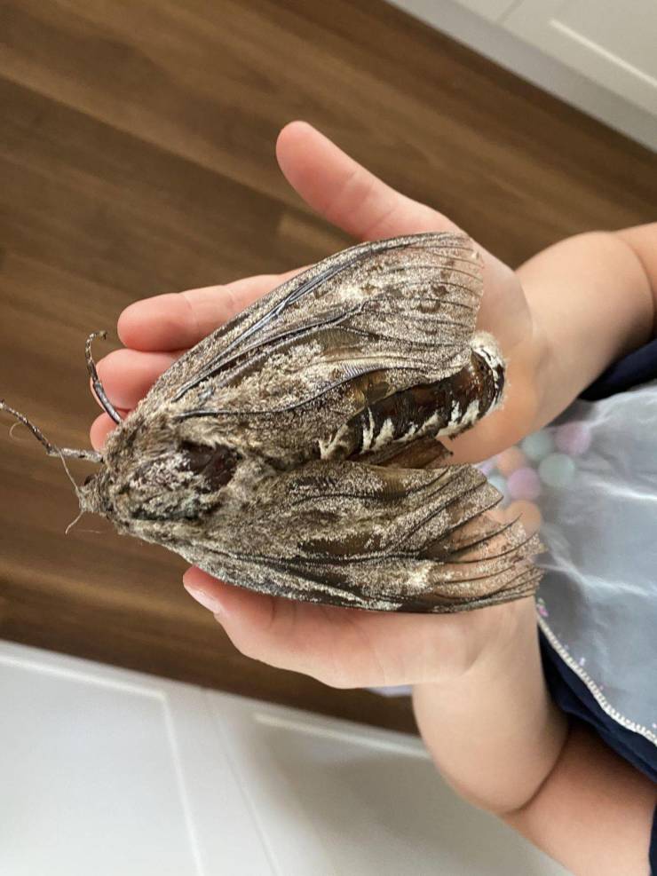 “This 5 inch moth we found in our house yard today.”