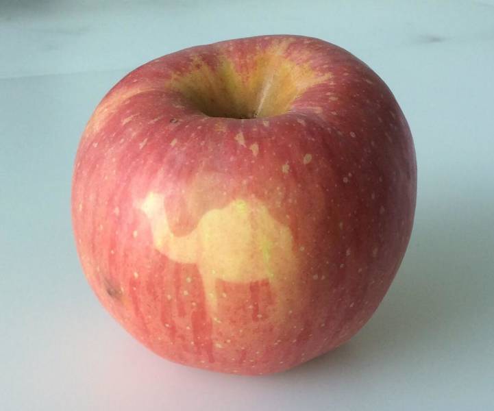 “The skin on my apple kinda looks like the silhouette of a camel.”