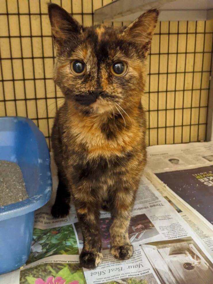 “This cat's markings make it look like it's nose is missing.”