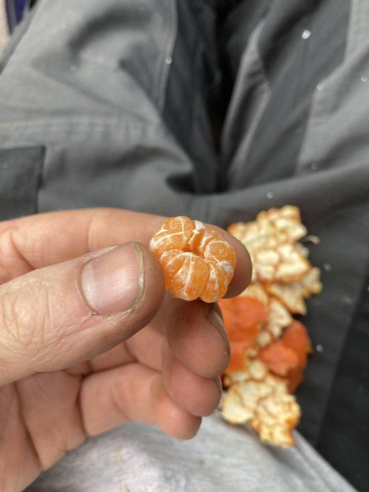 “This baby tangerine was hiding in a bigger tangerine.”