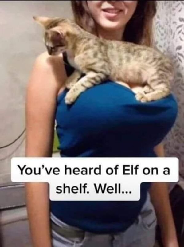 busty kittycat - You've heard of Elf on a shelf. Well...
