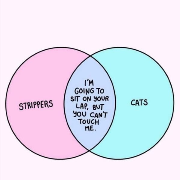 cats and strippers - I'M Going To Sit On Your Lap, But you Can'T Touch Me. Strippers Cats