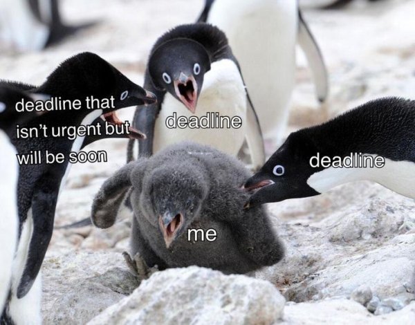 screaming penguin - deadline deadline that isn't urgent but will be soon deadline me m
