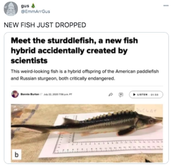 sturgeon paddlefish hybrid - gus 4 New Fish Just Dropped Meet the sturddlefish, a new fish hybrid accidentally created by scientists This weirdlooking fish is a hybrid offspring of the American paddlefish and Russian sturgeon, both critically endangered. 