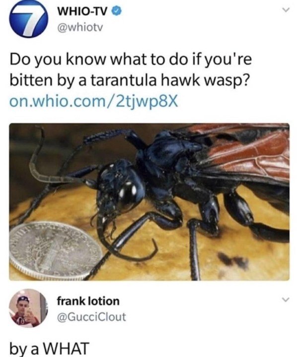 tarantula hawk meme - WhioTv Do you know what to do if you're bitten by a tarantula hawk wasp? on.whio.com2tjwp8X frank lotion by a What