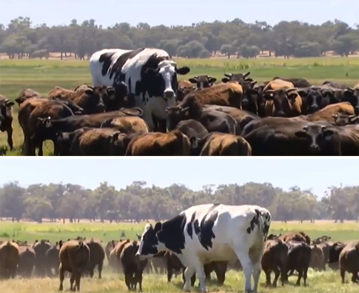 massive cow