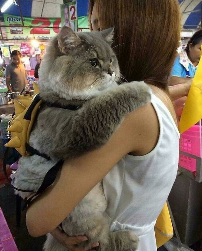 fat cat with backpack - Reuu