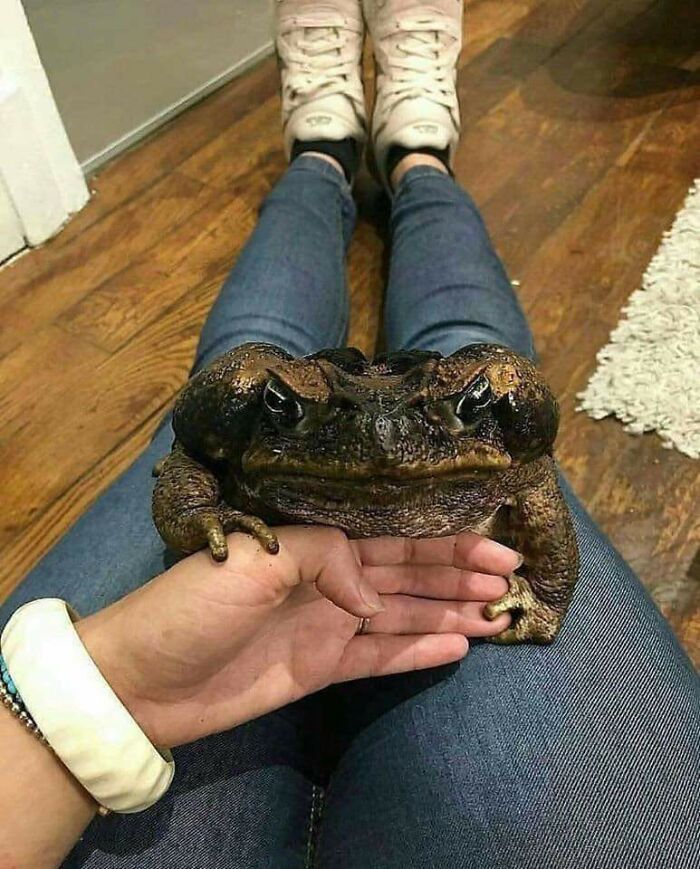 cute big toad - Coko