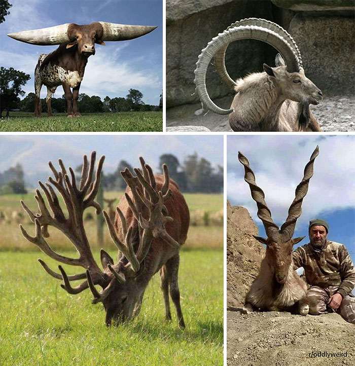 world record for red stag