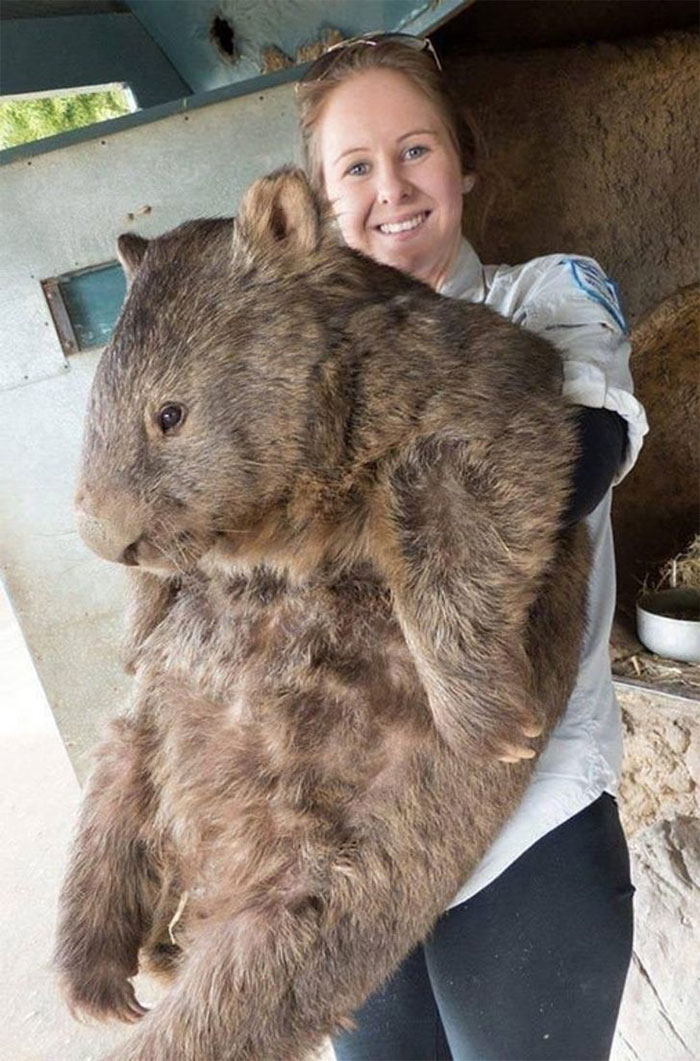 wombat animal