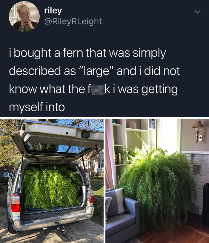 woman buys a huge fern - riley i bought a fern that was simply described as