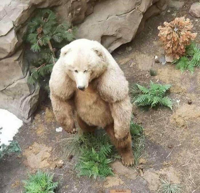 half polar bear half grizzly - Roc Atas