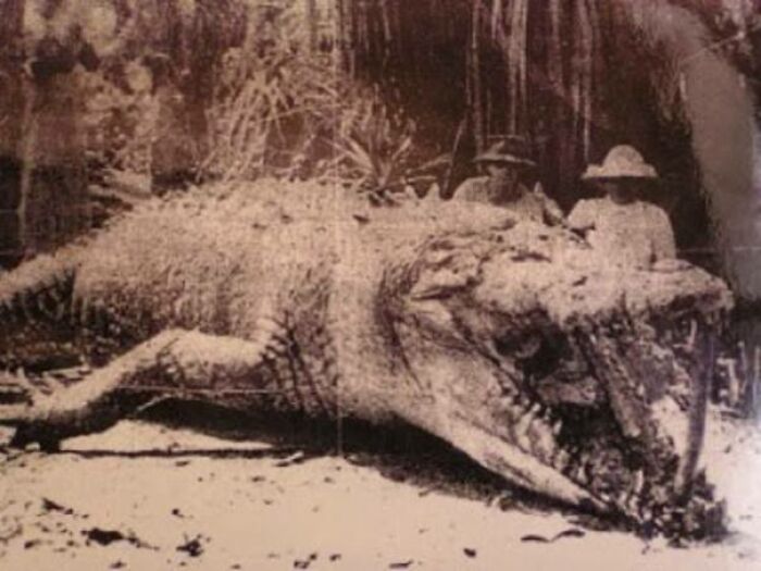 28 ft alligator