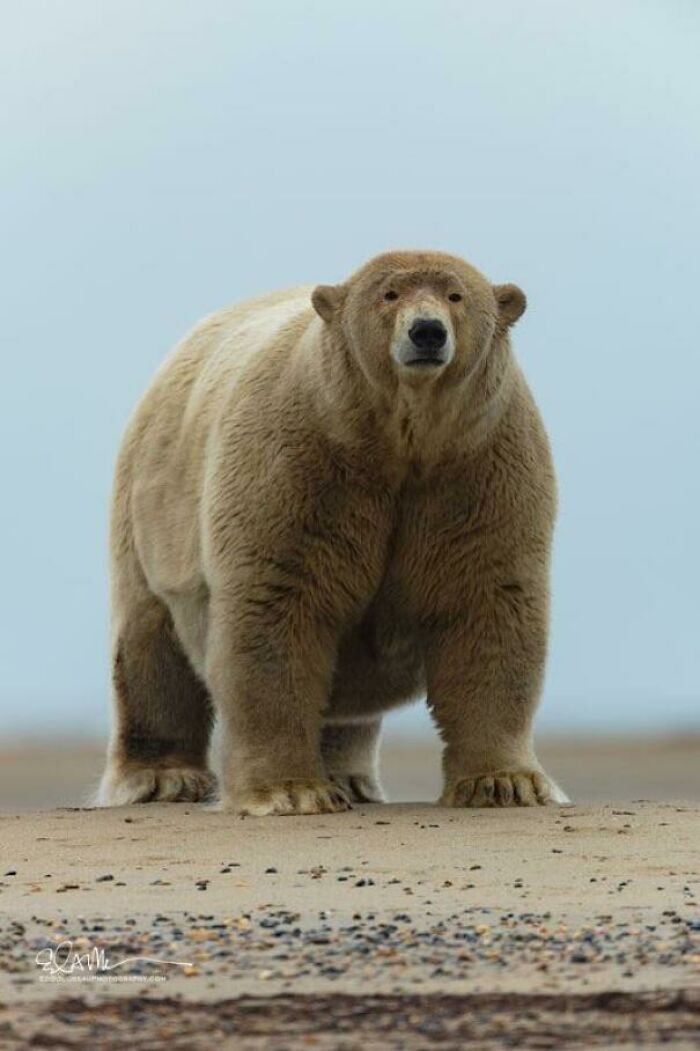 fat albert polar bear - Coam