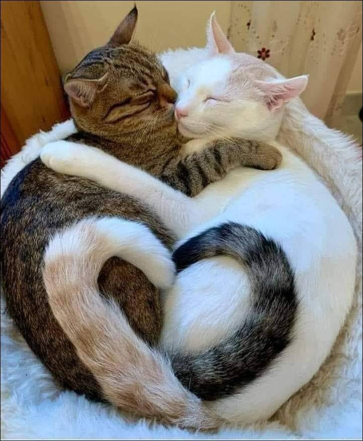 two cats one heart