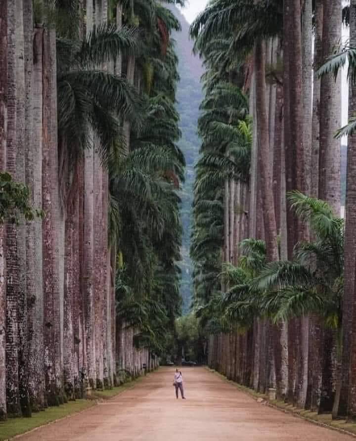 palm trees in rio de janeiro