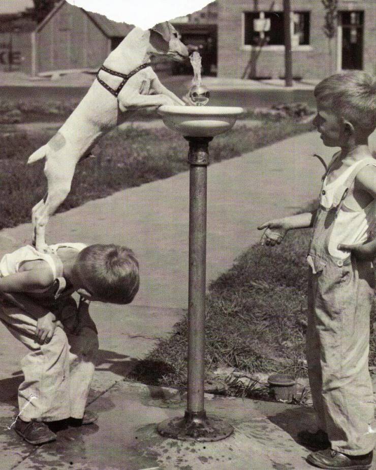 vintage photos dogs drinking from water fountain - 77