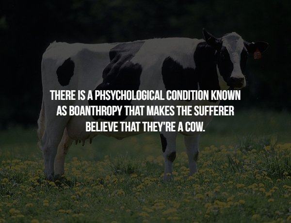 There Is A Phsychological Condition Known As Boanthropy That Makes The Sufferer Believe That They'Re A Cow.