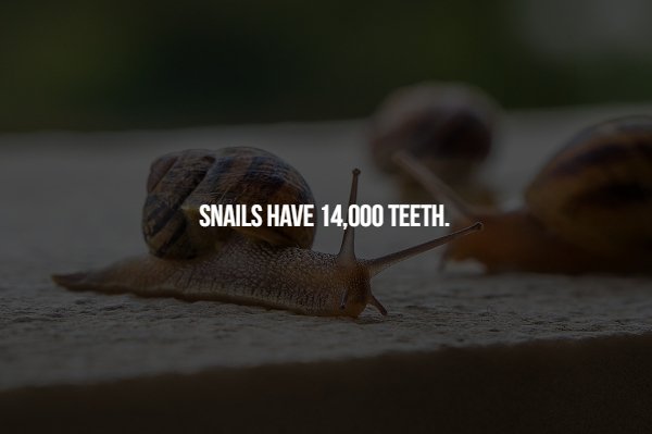 sea snail - Snails Have 14,000 Teeth.