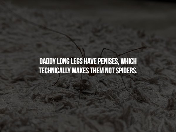 soil - Daddy Long Legs Have Penises, Which Technically Makes Them Not Spiders.