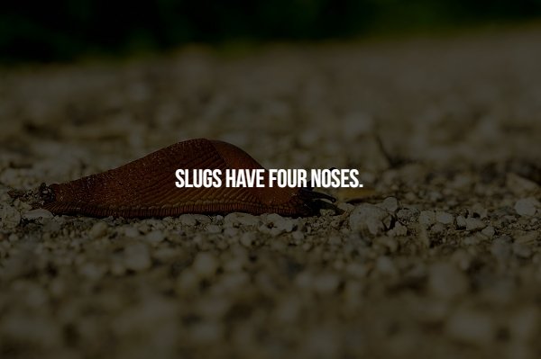 Slug - Slugs Have Four Noses. .