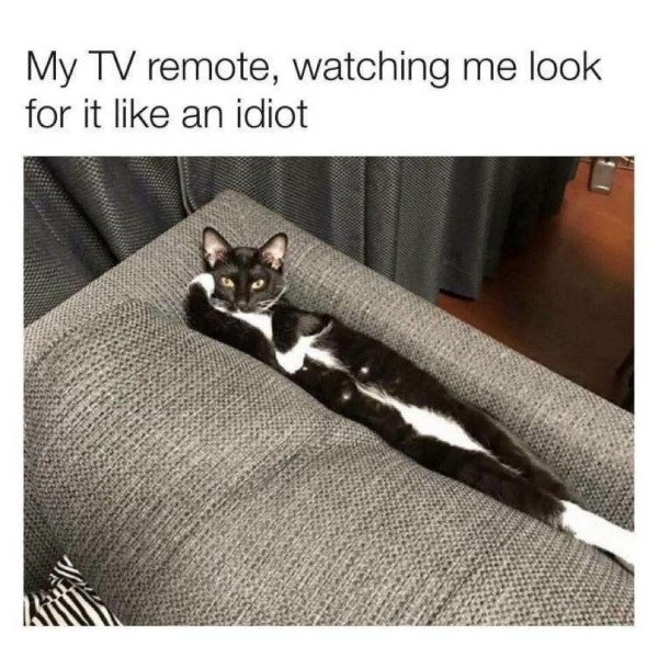 my remote watching me look - My Tv remote, watching me look for it an idiot