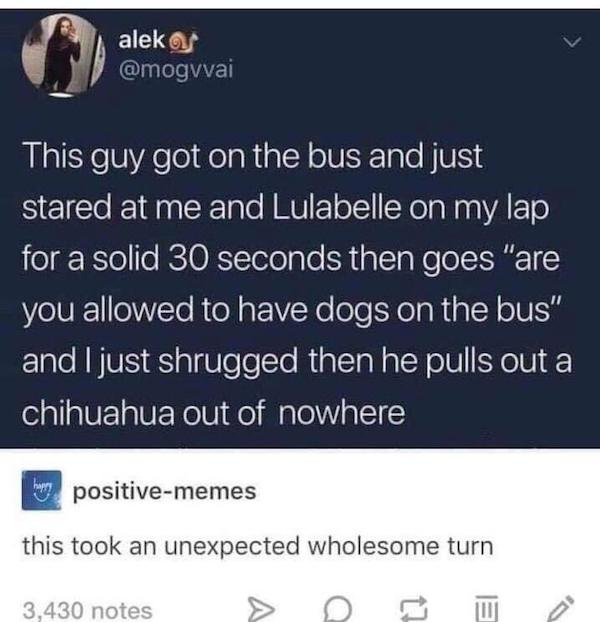 dom sub memes reddit - aleku This guy got on the bus and just stared at me and Lulabelle on my lap for a solid 30 seconds then goes "are you allowed to have dogs on the bus" and I just shrugged then he pulls out a chihuahua out of nowhere hany positivemem