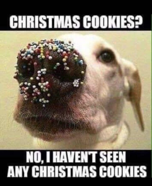 christmas cookies no i haven t seen any christmas cookies - Christmas Cookies? No, I Haven'T Seen Any Christmas Cookies