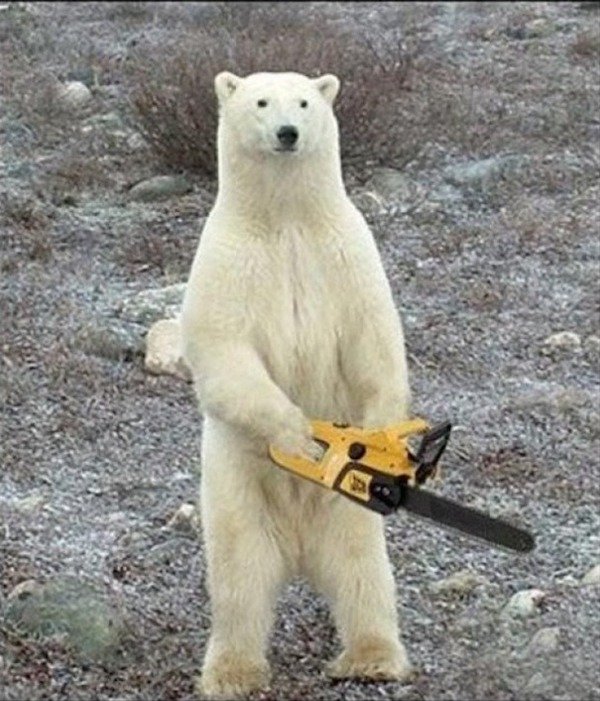 chainsaw bears meme