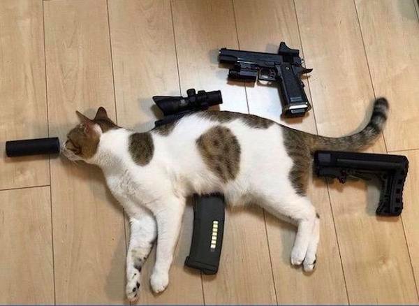 tactical cat meme -