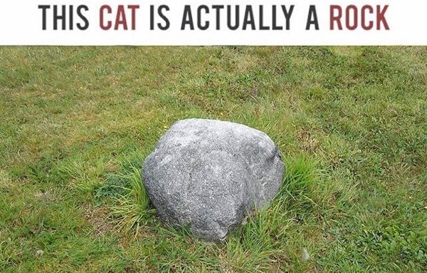 grass - This Cat Is Actually A Rock