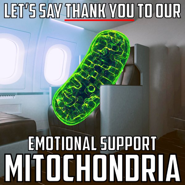 shoe - Let'S Say Thank You To Our Emotional Support Mitochondria