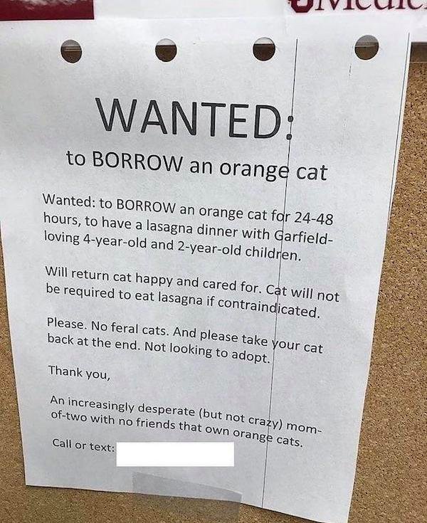 material - Wanted to Borrow an orange cat Wanted to Borrow an orange cat for 2448 hours, to have a lasagna dinner with Garfield loving 4yearold and 2yearold children. will return cat happy and cared for. Cat will not be required to eat lasagna if contrain