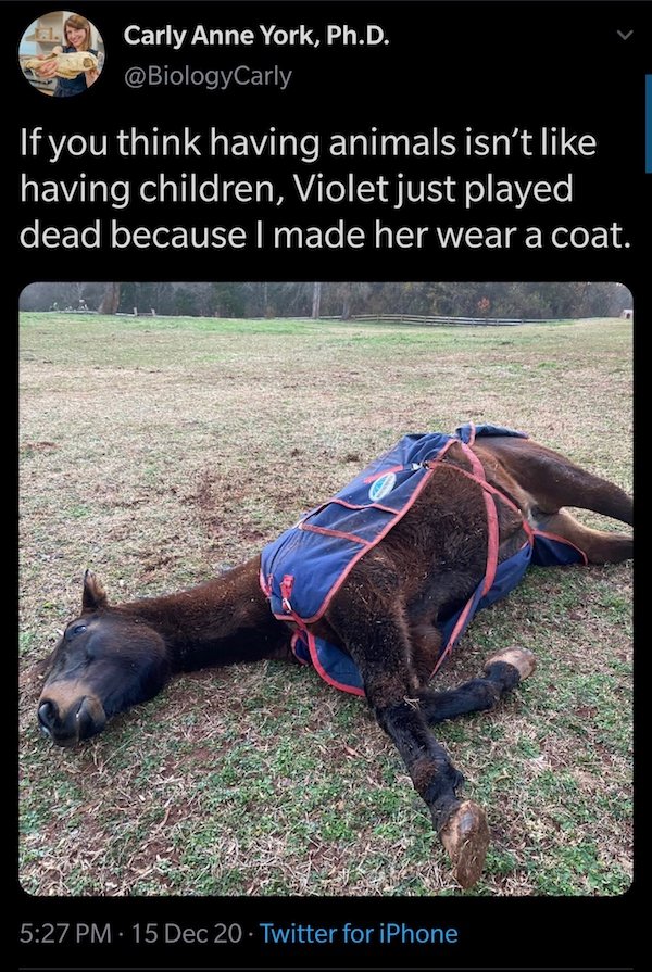 fauna - Carly Anne York, Ph.D. If you think having animals isn't having children, Violet just played dead because I made her wear a coat. . 15 Dec 20 Twitter for iPhone