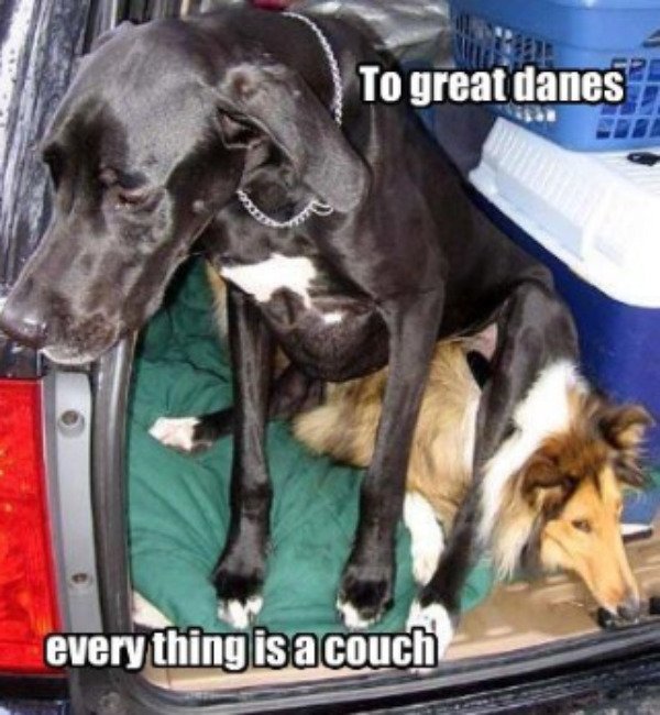 funny great dane - To great danes everything is a couch