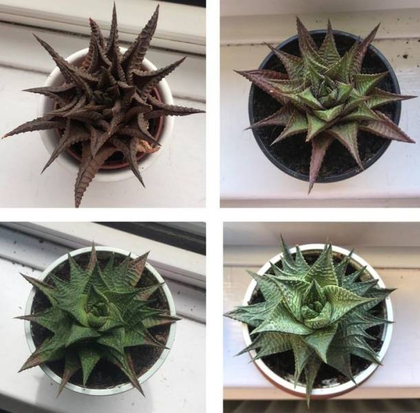 inspiring photos - dead cactus plant brought back to life