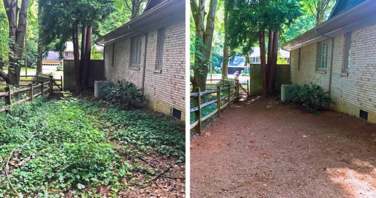 inspiring photos - cleaned up yard with english ivy