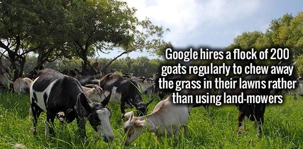 goat - Google hires a flock of 200 goats regularly to chew away the grass in their lawns rather than using landmowers