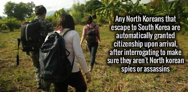 tree - Any North Koreans that escape to South Korea are automatically granted citizenship upon arrival, after interrogating to make sure they aren't North korean spies or assassins