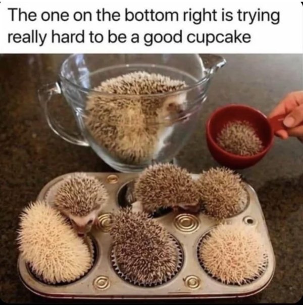 real cute animals - The one on the bottom right is trying really hard to be a good cupcake