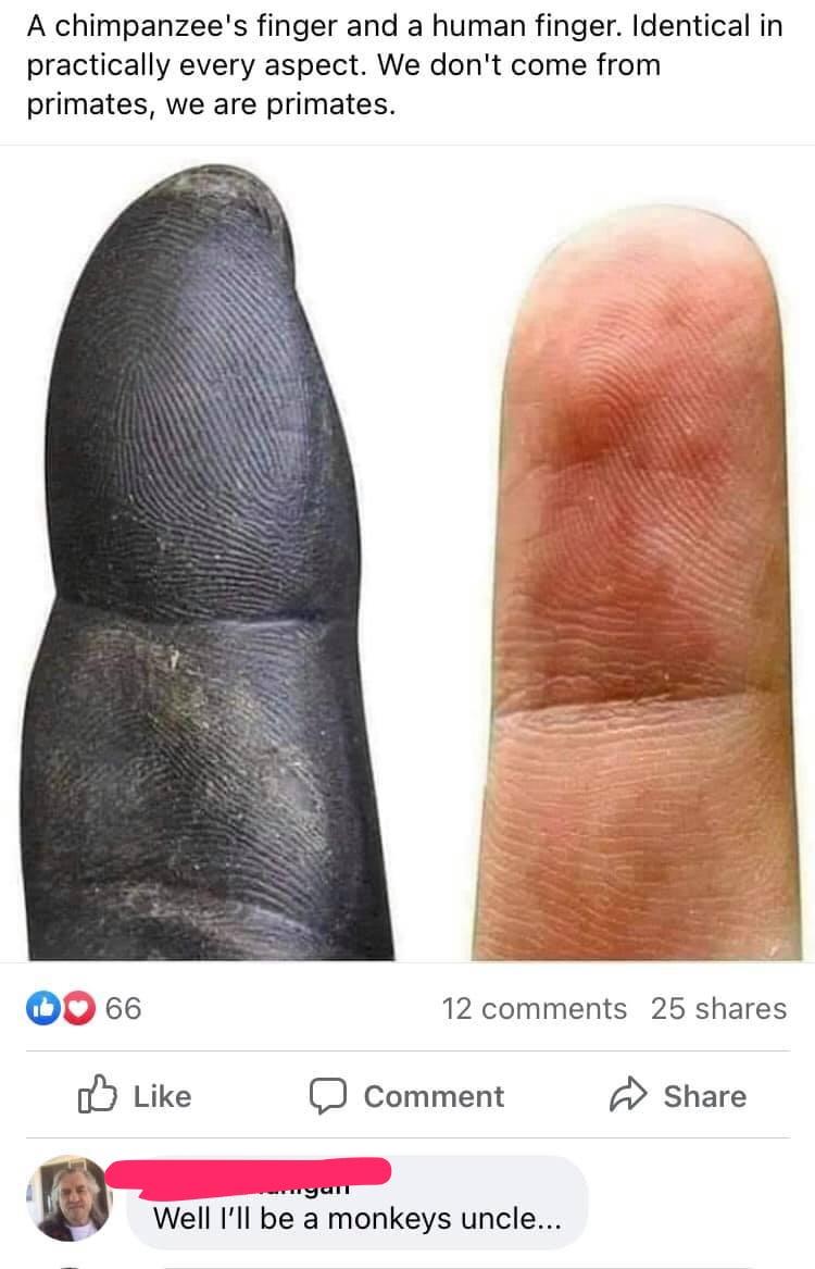 hand - A chimpanzee's finger and a human finger. Identical in practically every aspect. We don't come from primates, we are primates. 66 12 25 Comment Well I'll be a monkeys uncle...
