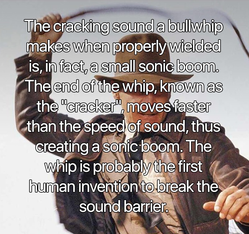 interesting facts - The cracking sound a bullwhip makes when properly wielded is, in fact, a small sonic boom. The end of the whip, known as the