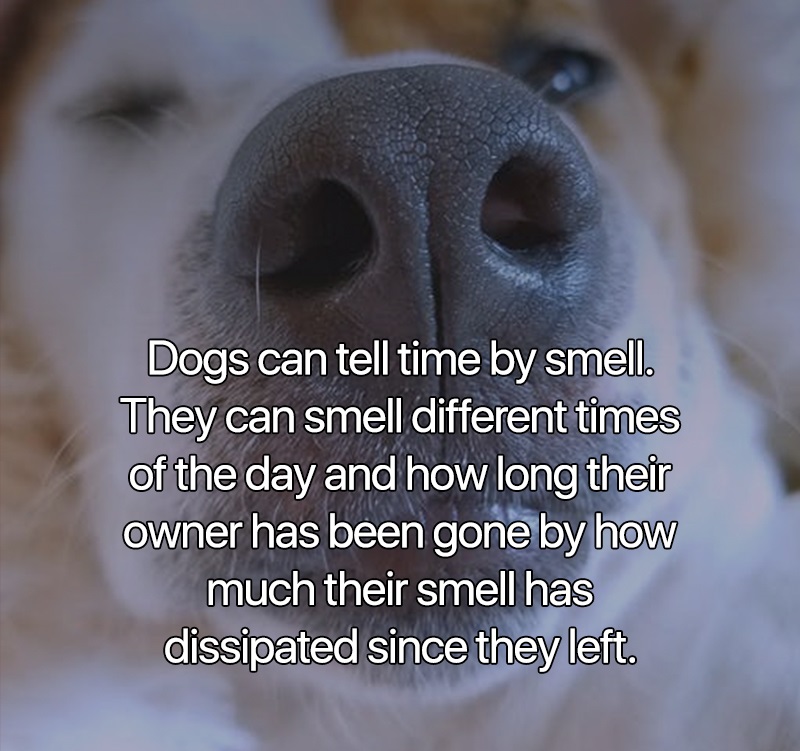 interesting facts - Dogs can tell time by smell. They can smell different times of the day and how long their owner has been gone by how much their smell has dissipated since they left.