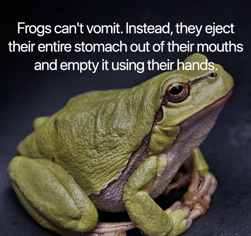 interesting facts - Frogs can't vomit. Instead, they eject their entire stomach out of their mouths and empty it using their hands.