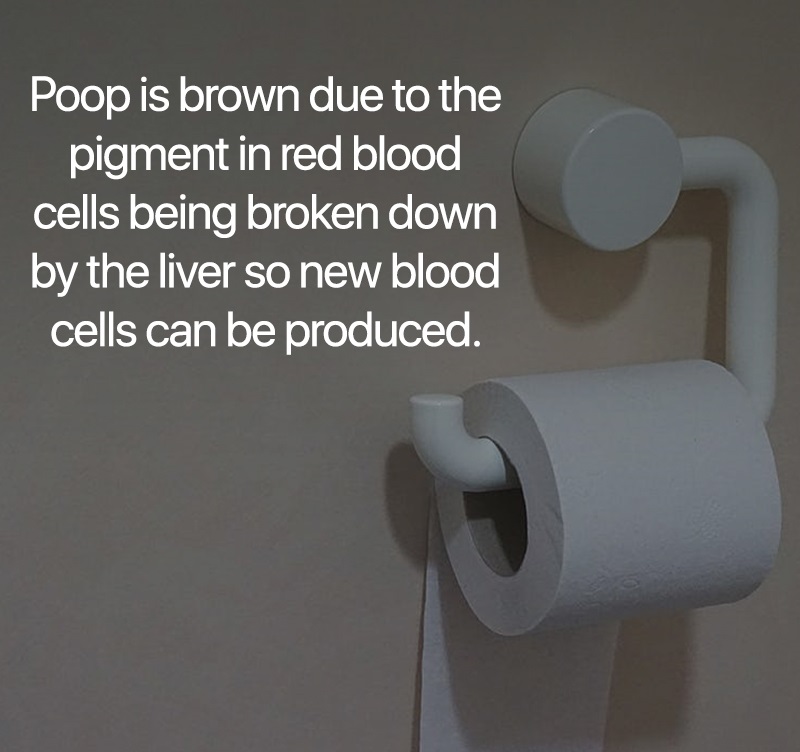 interesting facts - Poop is brown due to the pigment in red blood cells being broken down by the liver so new blood cells can be produced