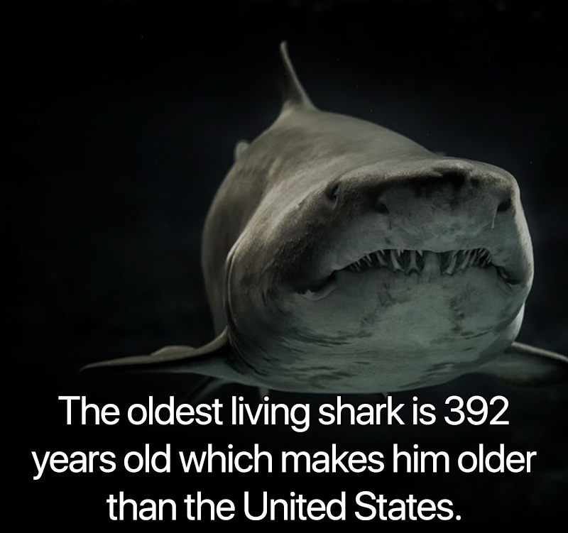 interesting facts - The oldest living shark is 392 years old which makes him older than the United States